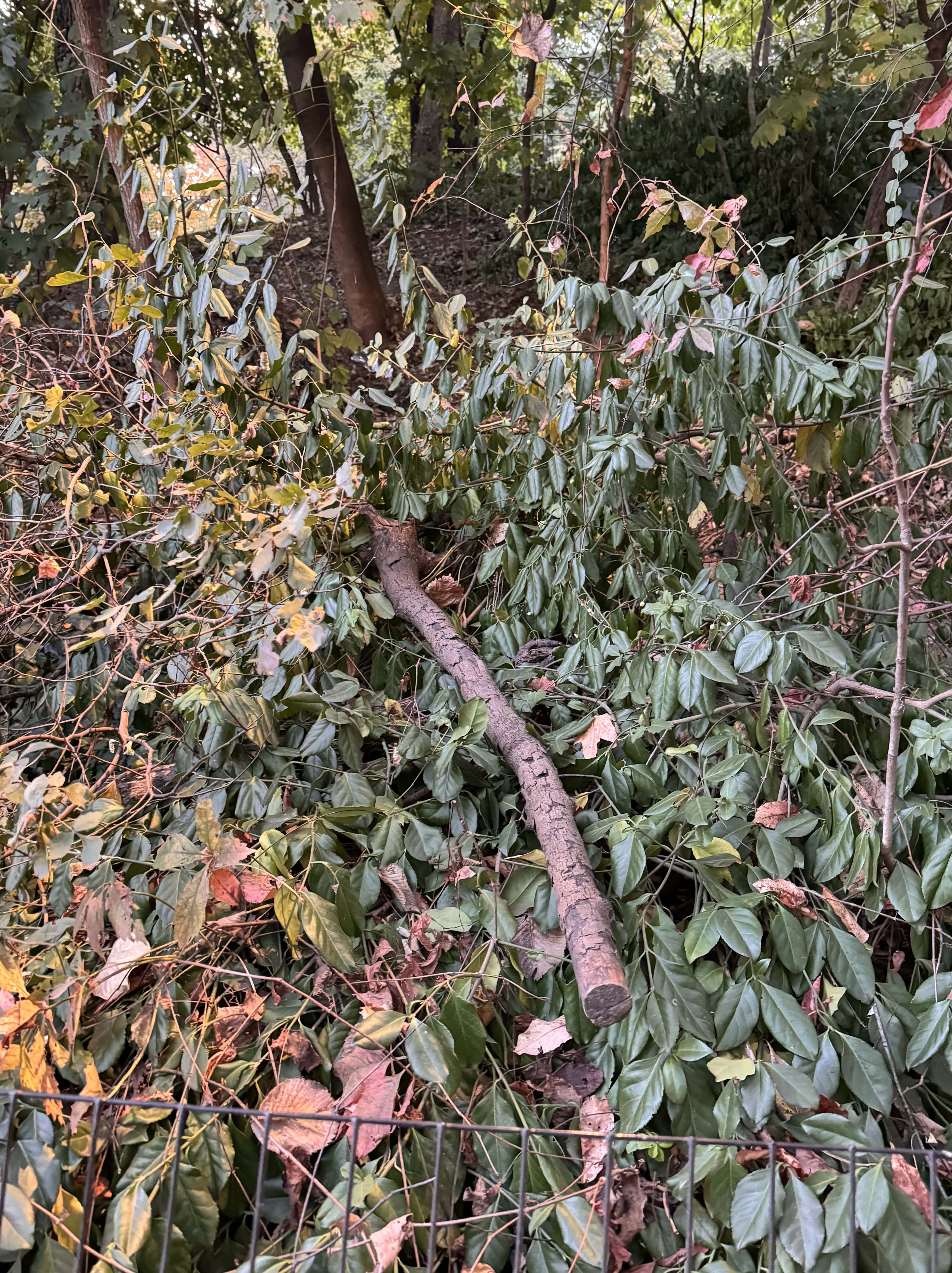 Stick